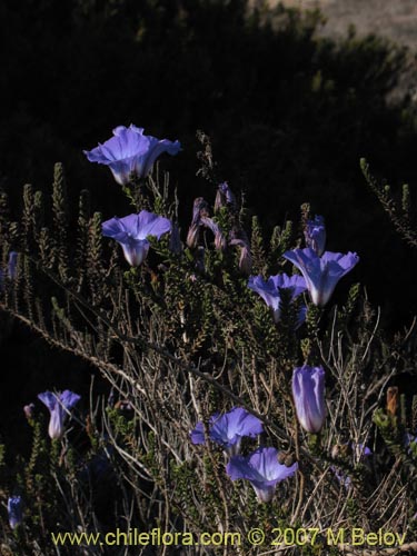 Imágen de Nolana sp. #2198 (). Haga un clic para aumentar parte de imágen.