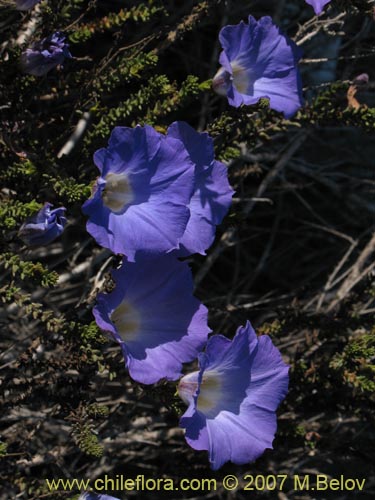 Imágen de Nolana sp. #2198 (). Haga un clic para aumentar parte de imágen.