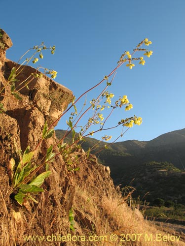 Фотография Calceolaria glandulosa (). Щелкните, чтобы увеличить вырез.