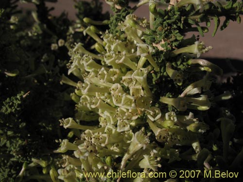 Lycium minutifoliumの写真