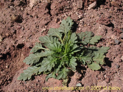 Image of Unidentified Plant sp. #3012 (). Click to enlarge parts of image.