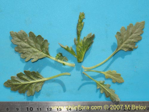 Image of Unidentified Plant sp. #3012 (). Click to enlarge parts of image.