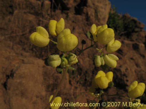 Imágen de Calceolaria glandulosa (). Haga un clic para aumentar parte de imágen.