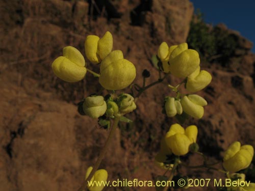 Calceolaria glandulosaの写真