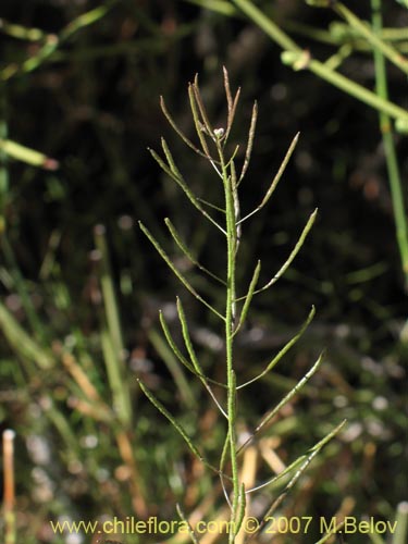 Фотография Descurainia pimpinellifolia (). Щелкните, чтобы увеличить вырез.
