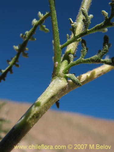 Bild von Descurainia pimpinellifolia (). Klicken Sie, um den Ausschnitt zu vergrössern.