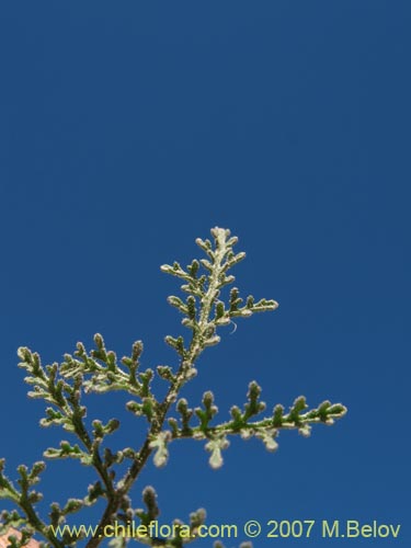 Bild von Descurainia pimpinellifolia (). Klicken Sie, um den Ausschnitt zu vergrössern.