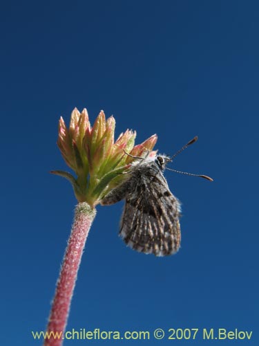 Image of Chorizanthe sp. #1917 (). Click to enlarge parts of image.