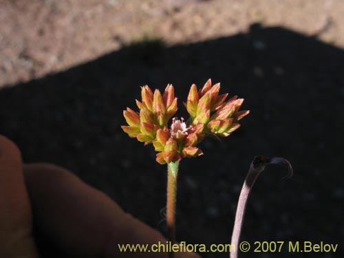 Imágen de Chorizanthe sp. #1917 (). Haga un clic para aumentar parte de imágen.