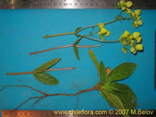 Image of Calceolaria glandulosa (). Click to enlarge parts of image.