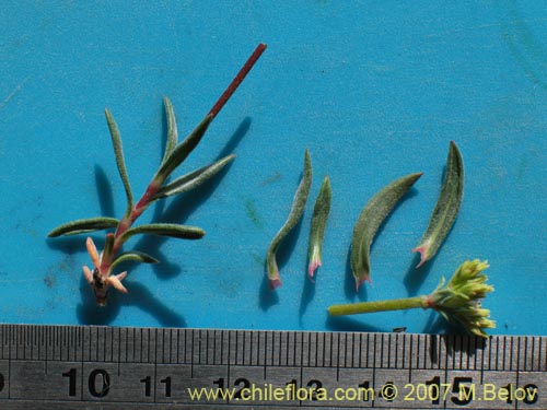 Image of Chorizanthe sp.   #1917 (). Click to enlarge parts of image.