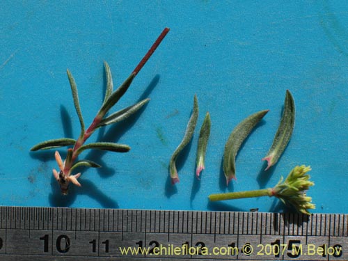 Image of Chorizanthe sp. #1917 (). Click to enlarge parts of image.