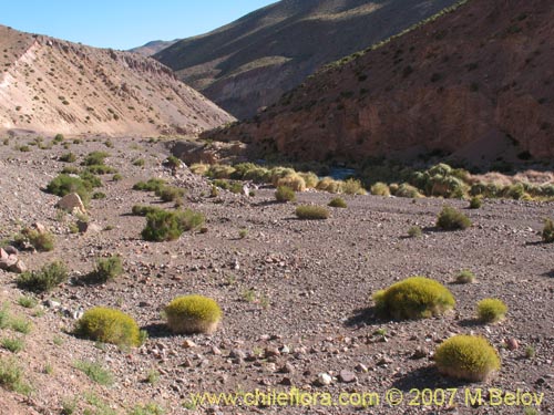 Imágen de Adesmia aphyla (). Haga un clic para aumentar parte de imágen.