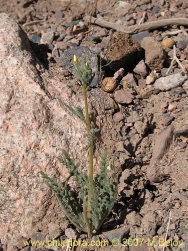 Фотография Mentzelia pinnatifida (Palo blanco). Щелкните, чтобы увеличить вырез.