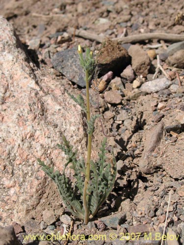 Bild von Mentzelia pinnatifida (Palo blanco). Klicken Sie, um den Ausschnitt zu vergrössern.