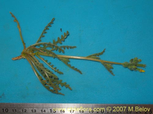 Image of Mentzelia pinnatifida (Palo blanco). Click to enlarge parts of image.