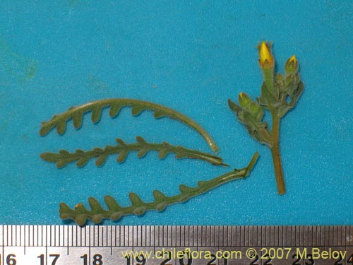 Image of Mentzelia pinnatifida (Palo blanco). Click to enlarge parts of image.