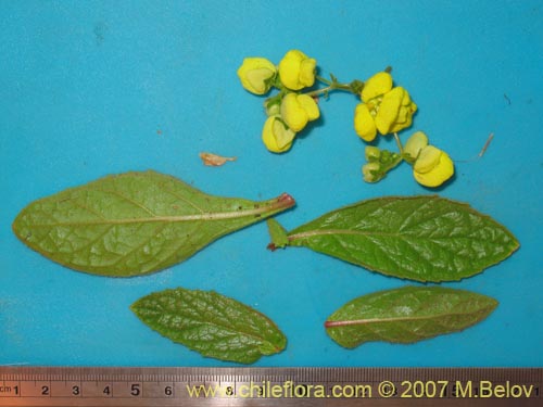 Image of Calceolaria glandulosa (). Click to enlarge parts of image.