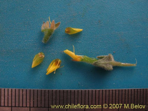 Imágen de Mentzelia pinnatifida (Palo blanco). Haga un clic para aumentar parte de imágen.