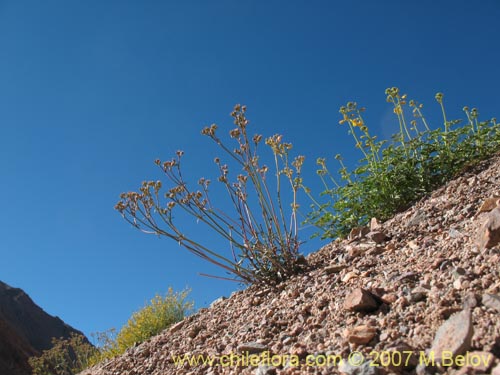 Image of Chorizanthe sp. #1917 (). Click to enlarge parts of image.