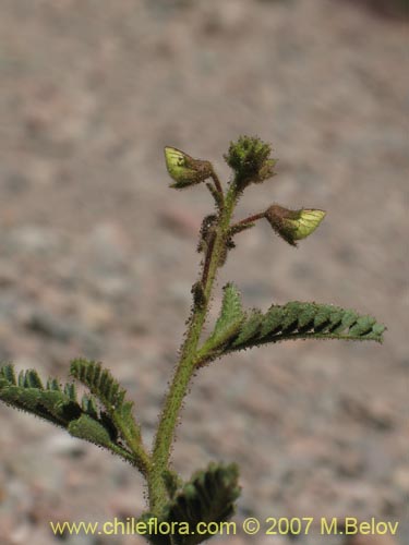 Image of Adesmia sp. #1921 (). Click to enlarge parts of image.