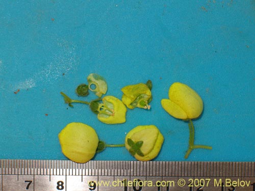 Image of Calceolaria glandulosa (). Click to enlarge parts of image.