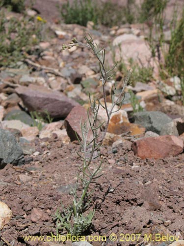 Image of Menonvillea pinnatifida (). Click to enlarge parts of image.