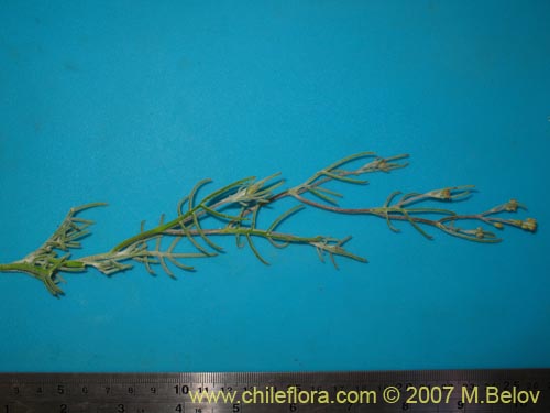 Image of Menonvillea pinnatifida (). Click to enlarge parts of image.