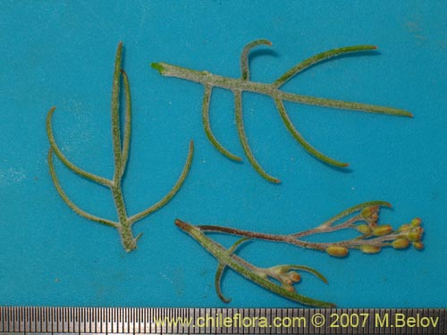 Menonvillea pinnatifida的照片