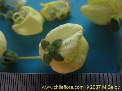 Calceolaria glandulosa的照片