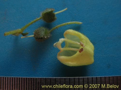 Image of Calceolaria glandulosa (). Click to enlarge parts of image.