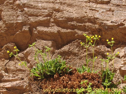 Image of Calceolaria flavovirens (). Click to enlarge parts of image.