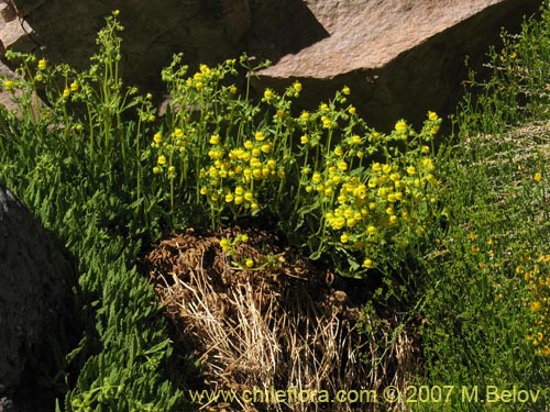 Bild von Calceolaria flavovirens (). Klicken Sie, um den Ausschnitt zu vergrössern.