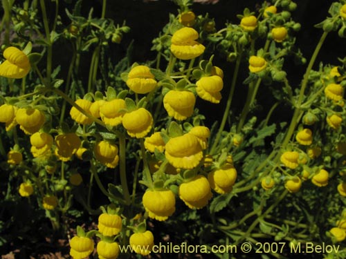 Image of Calceolaria flavovirens (). Click to enlarge parts of image.