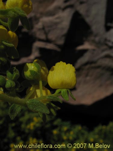 Image of Calceolaria flavovirens (). Click to enlarge parts of image.