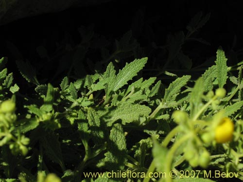 Image of Calceolaria flavovirens (). Click to enlarge parts of image.