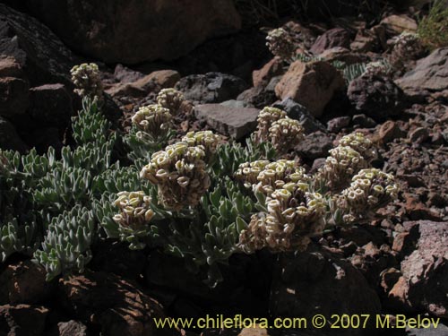 Image of Menonvillea cuneata (). Click to enlarge parts of image.