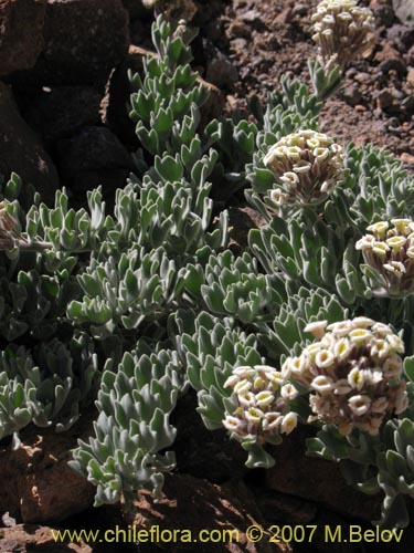 Bild von Menonvillea cuneata (). Klicken Sie, um den Ausschnitt zu vergrössern.