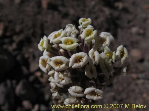 Image of Menonvillea cuneata (). Click to enlarge parts of image.