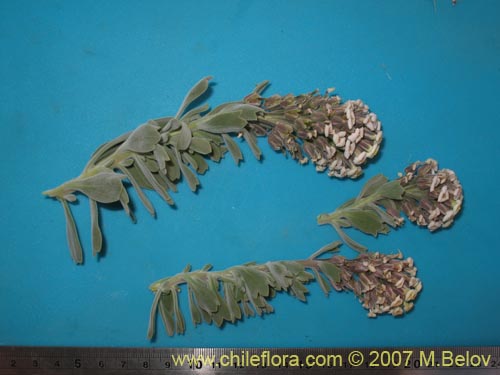 Menonvillea cuneata的照片