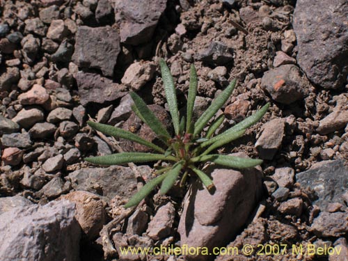 Imágen de Planta no identificada sp. #1727 (). Haga un clic para aumentar parte de imágen.