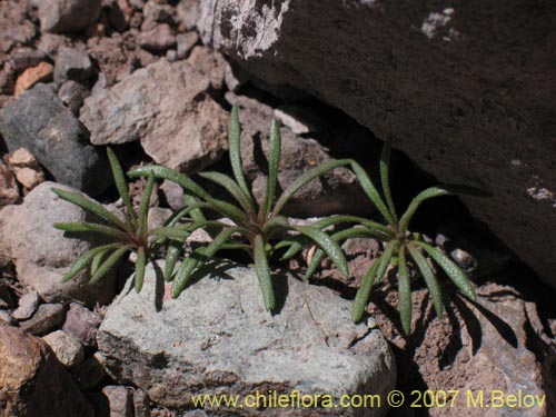 Image of Unidentified Plant sp. #1727 (). Click to enlarge parts of image.