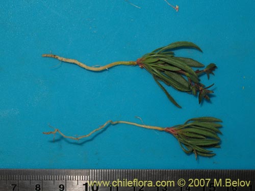 Image of Unidentified Plant sp. #1727 (). Click to enlarge parts of image.