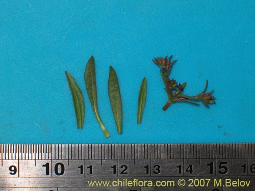 Image of Unidentified Plant sp. #1727 (). Click to enlarge parts of image.