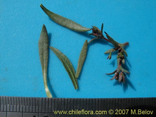 Image of Unidentified Plant sp. #1727 (). Click to enlarge parts of image.