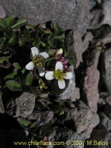 Brassicaceae sp. #3053の写真