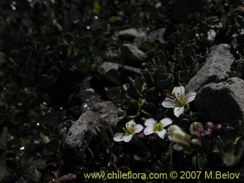 Brassicaceae sp. #3053의 사진