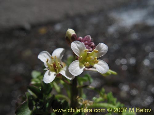 Bild von Brassicaceae sp. #3053 (). Klicken Sie, um den Ausschnitt zu vergrössern.