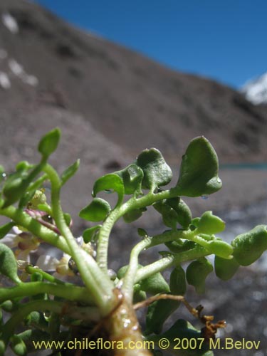 Bild von Brassicaceae sp. #3053 (). Klicken Sie, um den Ausschnitt zu vergrössern.