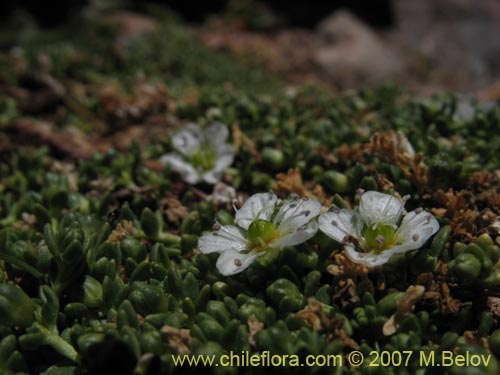 Arenaria rivularisの写真